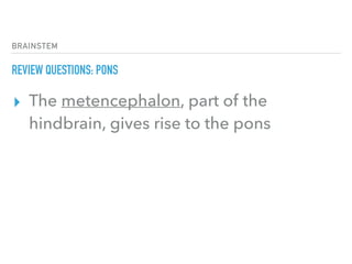 BRAINSTEM
REVIEW QUESTIONS: PONS
▸ The metencephalon, part of the
hindbrain, gives rise to the pons
 