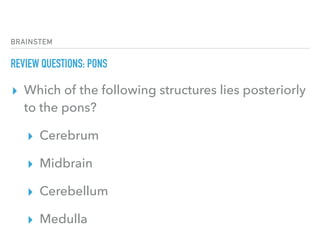 BRAINSTEM
REVIEW QUESTIONS: PONS
▸ Which of the following structures lies posteriorly
to the pons?
▸ Cerebrum
▸ Midbrain
▸ Cerebellum
▸ Medulla
 