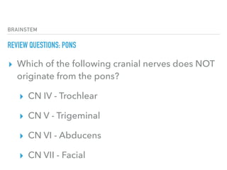 BRAINSTEM
REVIEW QUESTIONS: PONS
▸ Which of the following cranial nerves does NOT
originate from the pons?
▸ CN IV - Trochlear
▸ CN V - Trigeminal
▸ CN VI - Abducens
▸ CN VII - Facial
 