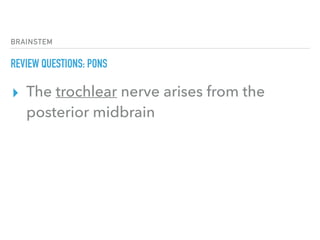 BRAINSTEM
REVIEW QUESTIONS: PONS
▸ The trochlear nerve arises from the
posterior midbrain
 