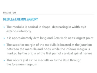 BRAINSTEM
MEDULLA: EXTERNAL ANATOMY
▸ The medulla is conical in shape, decreasing in width as it
extends inferiorly
▸ It is approximately 3cm long and 2cm wide at its largest point
▸ The superior margin of the medulla is located at the junction
between the medulla and pons, while the inferior margin is
marked by the origin of the ﬁrst pair of cervical spinal nerves
▸ This occurs just as the medulla exits the skull through
the foramen magnum
 