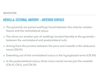 BRAINSTEM
MEDULLA: EXTERNAL ANATOMY - ANTERIOR SURFACE
▸ The pyramids are paired swellings found between the anterior median
ﬁssure and the ventrolateral sulcus
▸ The olives are another pair of swellings located laterally to the pyramids –
between the ventrolateral and posterolateral sulci
▸ Arising from the junction between the pons and medulla is the abducens
nerve (CN VI)
▸ Extending out of the ventrolateral sulcus is the hypoglossal nerve (CN XII)
▸ In the posteriolateral sulcus, three more cranial nerves join the medulla
(CN IX, CN X, and CN XI)
 