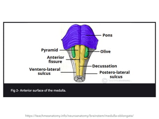 https://teachmeanatomy.info/neuroanatomy/brainstem/medulla-oblongata/
 