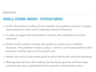 BRAINSTEM
MEDULLA: EXTERNAL ANATOMY - POSTERIOR SURFACE
▸ Unlike the anterior surface of the medulla, the posterior surface is largely
obstructed from view and is relatively devoid of features
▸ In order to appreciate the posterior surface, the cerebellum must be
removed
▸ Similar to the anterior surface, the posterior surface has a midline
structure – the posterior median sulcus – which is continuous below as the
posterior median sulcus of the spinal cord
▸ Above, the sulcus ends at the point in which the fourth ventricle develops
▸ Moving laterally from the midline, the fasciculus gracilis and fasciculus
cuneatus are seen, separated by the posterior intermediate sulcus
 