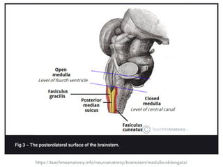 https://teachmeanatomy.info/neuroanatomy/brainstem/medulla-oblongata/
 