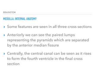 BRAINSTEM
MEDULLA: INTERNAL ANATOMY
▸ Some features are seen in all three cross sections
▸ Anteriorly we can see the paired lumps
representing the pyramids which are separated
by the anterior median ﬁssure
▸ Centrally, the central canal can be seen as it rises
to form the fourth ventricle in the ﬁnal cross
section
 