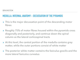 BRAINSTEM
MEDULLA: INTERNAL ANATOMY - DECUSSATION OF THE PYRAMIDS
▸ This is the major decussation point of the descending motor
ﬁbres
▸ Roughly 75% of motor ﬁbres housed within the pyramids cross
diagonally and posteriorly, and continue down the spinal
column as the lateral corticospinal tracts
▸ At this level, the central portion of the medulla contains gray
matter, while the outer portions consist of white matter
▸ The posterior white matter contains the fasiculus gracilis and the
more lateral fasiculus cuneatus
 