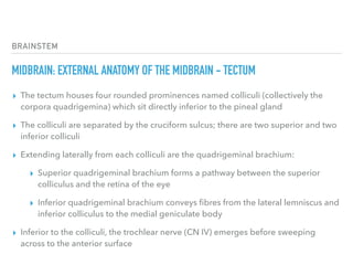 BRAINSTEM
MIDBRAIN: EXTERNAL ANATOMY OF THE MIDBRAIN - TECTUM
▸ The tectum houses four rounded prominences named colliculi (collectively the
corpora quadrigemina) which sit directly inferior to the pineal gland
▸ The colliculi are separated by the cruciform sulcus; there are two superior and two
inferior colliculi
▸ Extending laterally from each colliculi are the quadrigeminal brachium:
▸ Superior quadrigeminal brachium forms a pathway between the superior
colliculus and the retina of the eye
▸ Inferior quadrigeminal brachium conveys ﬁbres from the lateral lemniscus and
inferior colliculus to the medial geniculate body
▸ Inferior to the colliculi, the trochlear nerve (CN IV) emerges before sweeping
across to the anterior surface
 