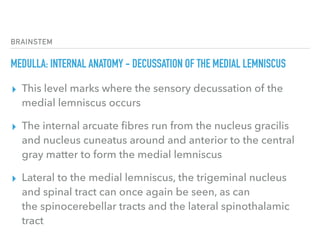 BRAINSTEM
MEDULLA: INTERNAL ANATOMY - DECUSSATION OF THE MEDIAL LEMNISCUS
▸ This level marks where the sensory decussation of the
medial lemniscus occurs
▸ The internal arcuate ﬁbres run from the nucleus gracilis
and nucleus cuneatus around and anterior to the central
gray matter to form the medial lemniscus
▸ Lateral to the medial lemniscus, the trigeminal nucleus
and spinal tract can once again be seen, as can
the spinocerebellar tracts and the lateral spinothalamic
tract
 