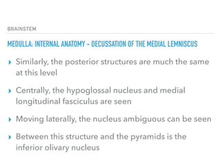 BRAINSTEM
MEDULLA: INTERNAL ANATOMY - DECUSSATION OF THE MEDIAL LEMNISCUS
▸ Similarly, the posterior structures are much the same
at this level
▸ Centrally, the hypoglossal nucleus and medial
longitudinal fasciculus are seen
▸ Moving laterally, the nucleus ambiguous can be seen
▸ Between this structure and the pyramids is the 
inferior olivary nucleus
 