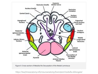 https://teachmeanatomy.info/neuroanatomy/brainstem/medulla-oblongata/
 