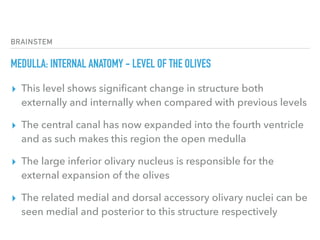 BRAINSTEM
MEDULLA: INTERNAL ANATOMY - LEVEL OF THE OLIVES
▸ This level shows signiﬁcant change in structure both
externally and internally when compared with previous levels
▸ The central canal has now expanded into the fourth ventricle
and as such makes this region the open medulla
▸ The large inferior olivary nucleus is responsible for the
external expansion of the olives
▸ The related medial and dorsal accessory olivary nuclei can be
seen medial and posterior to this structure respectively
 