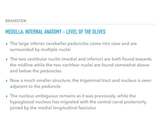 BRAINSTEM
MEDULLA: INTERNAL ANATOMY - LEVEL OF THE OLIVES
▸ The large inferior cerebellar peduncles come into view and are
surrounded by multiple nuclei
▸ The two vestibular nuclei (medial and inferior) are both found towards
the midline while the two cochlear nuclei are found somewhat above
and below the peduncles
▸ Now a much smaller structure, the trigeminal tract and nucleus is seen
adjacent to the peduncle
▸ The nucleus ambiguous remains as it was previously, while the
hypoglossal nucleus has migrated with the central canal posteriorly,
joined by the medial longitudinal fasciulus
 