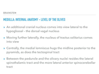 BRAINSTEM
MEDULLA: INTERNAL ANATOMY - LEVEL OF THE OLIVES
▸ An additional cranial nucleus comes into view lateral to the
hypoglossal – the dorsal vagal nucleus
▸ Moving further laterally, the nucleus of tractus solitarius comes
into view
▸ Centrally, the medial lemniscus hugs the midline posterior to the
pyramids, as does the tectospinal tract
▸ Between the peduncle and the olivary nuclei resides the lateral
spinothalamic tract and the more lateral anterior spinocerebellar
tract
 