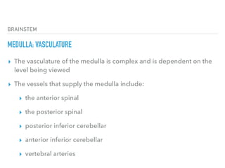 BRAINSTEM
MEDULLA: VASCULATURE
▸ The vasculature of the medulla is complex and is dependent on the
level being viewed
▸ The vessels that supply the medulla include:
▸ the anterior spinal
▸ the posterior spinal
▸ posterior inferior cerebellar
▸ anterior inferior cerebellar
▸ vertebral arteries
 