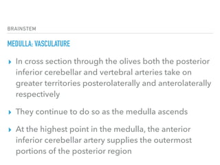 BRAINSTEM
MEDULLA: VASCULATURE
▸ In cross section through the olives both the posterior
inferior cerebellar and vertebral arteries take on
greater territories posterolaterally and anterolaterally
respectively
▸ They continue to do so as the medulla ascends
▸ At the highest point in the medulla, the anterior
inferior cerebellar artery supplies the outermost
portions of the posterior region
 