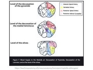 https://teachmeanatomy.info/neuroanatomy/brainstem/medulla-oblongata/
 