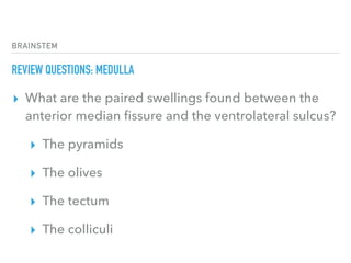 BRAINSTEM
REVIEW QUESTIONS: MEDULLA
▸ What are the paired swellings found between the
anterior median ﬁssure and the ventrolateral sulcus?
▸ The pyramids
▸ The olives
▸ The tectum
▸ The colliculi
 