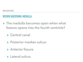 BRAINSTEM
REVIEW QUESTIONS: MEDULLA
▸ The medulla becomes open when what
feature opens into the fourth ventricle?
▸ Central canal
▸ Posterior median sulcus
▸ Anterior ﬁssure
▸ Lateral sulcus
 