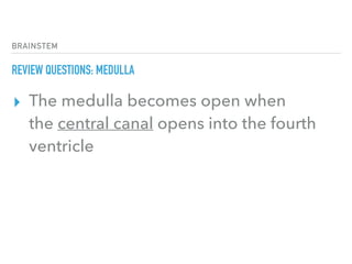 BRAINSTEM
REVIEW QUESTIONS: MEDULLA
▸ The medulla becomes open when
the central canal opens into the fourth
ventricle
 