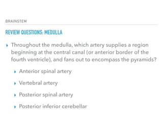 BRAINSTEM
REVIEW QUESTIONS: MEDULLA
▸ Throughout the medulla, which artery supplies a region
beginning at the central canal (or anterior border of the
fourth ventricle), and fans out to encompass the pyramids?
▸ Anterior spinal artery
▸ Vertebral artery
▸ Posterior spinal artery
▸ Posterior inferior cerebellar
 
