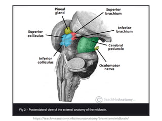 https://teachmeanatomy.info/neuroanatomy/brainstem/midbrain/
 