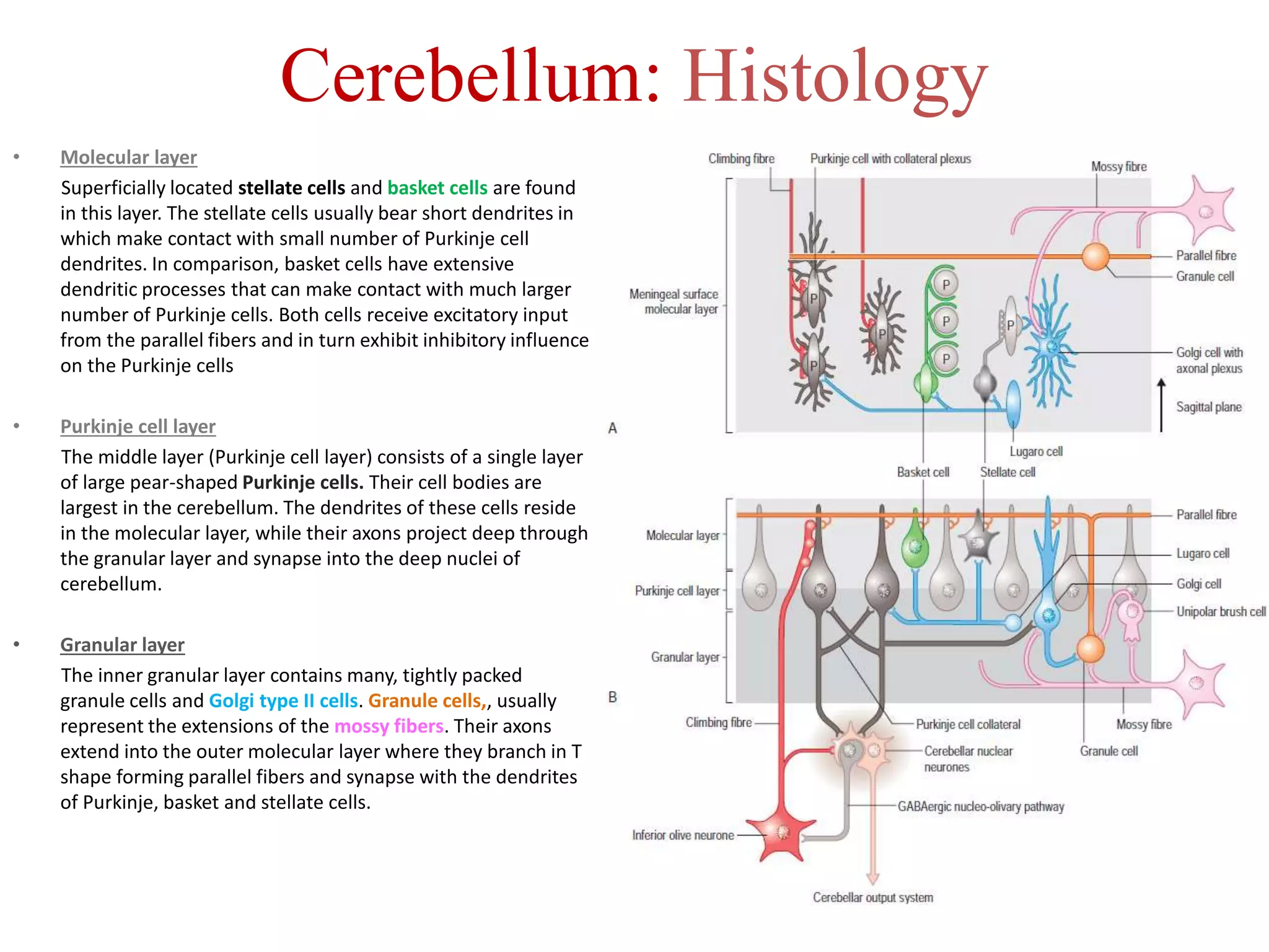 Cerebellum: Histology
• Molecular layer
Superficially located stellate cells and basket cells are found
in this layer. The stellate cells usually bear short dendrites in
which make contact with small number of Purkinje cell
dendrites. In comparison, basket cells have extensive
dendritic processes that can make contact with much larger
number of Purkinje cells. Both cells receive excitatory input
from the parallel fibers and in turn exhibit inhibitory influence
on the Purkinje cells
• Purkinje cell layer
The middle layer (Purkinje cell layer) consists of a single layer
of large pear-shaped Purkinje cells. Their cell bodies are
largest in the cerebellum. The dendrites of these cells reside
in the molecular layer, while their axons project deep through
the granular layer and synapse into the deep nuclei of
cerebellum.
• Granular layer
The inner granular layer contains many, tightly packed
granule cells and Golgi type II cells. Granule cells,, usually
represent the extensions of the mossy fibers. Their axons
extend into the outer molecular layer where they branch in T
shape forming parallel fibers and synapse with the dendrites
of Purkinje, basket and stellate cells.
 