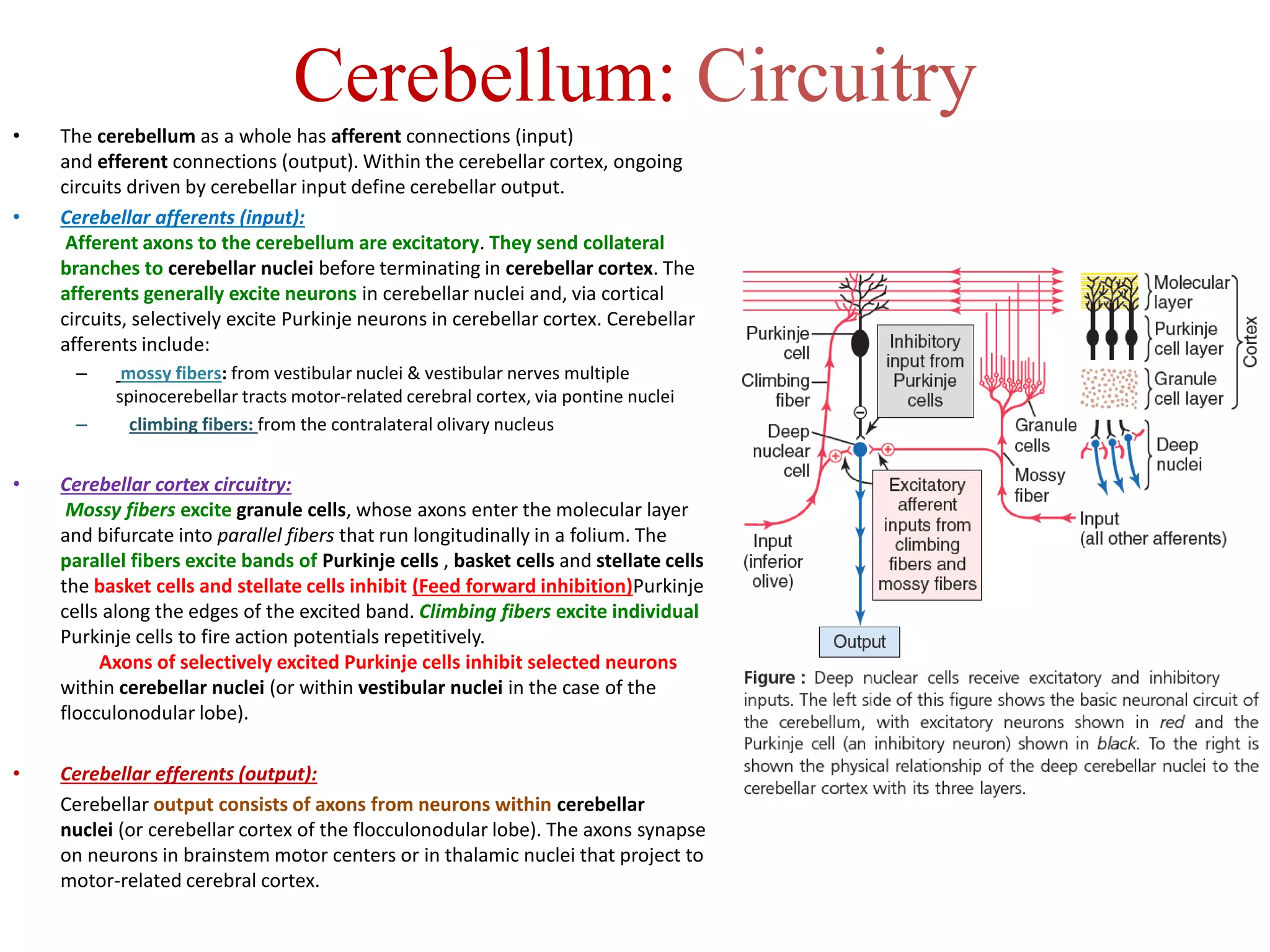 Cerebellum: Circuitry
• The cerebellum as a whole has afferent connections (input)
and efferent connections (output). Within the cerebellar cortex, ongoing
circuits driven by cerebellar input define cerebellar output.
• Cerebellar afferents (input):
Afferent axons to the cerebellum are excitatory. They send collateral
branches to cerebellar nuclei before terminating in cerebellar cortex. The
afferents generally excite neurons in cerebellar nuclei and, via cortical
circuits, selectively excite Purkinje neurons in cerebellar cortex. Cerebellar
afferents include:
– mossy fibers: from vestibular nuclei & vestibular nerves multiple
spinocerebellar tracts motor-related cerebral cortex, via pontine nuclei
– climbing fibers: from the contralateral olivary nucleus
• Cerebellar cortex circuitry:
Mossy fibers excite granule cells, whose axons enter the molecular layer
and bifurcate into parallel fibers that run longitudinally in a folium. The
parallel fibers excite bands of Purkinje cells , basket cells and stellate cells
the basket cells and stellate cells inhibit (Feed forward inhibition)Purkinje
cells along the edges of the excited band. Climbing fibers excite individual
Purkinje cells to fire action potentials repetitively.
Axons of selectively excited Purkinje cells inhibit selected neurons
within cerebellar nuclei (or within vestibular nuclei in the case of the
flocculonodular lobe).
• Cerebellar efferents (output):
Cerebellar output consists of axons from neurons within cerebellar
nuclei (or cerebellar cortex of the flocculonodular lobe). The axons synapse
on neurons in brainstem motor centers or in thalamic nuclei that project to
motor-related cerebral cortex.
 