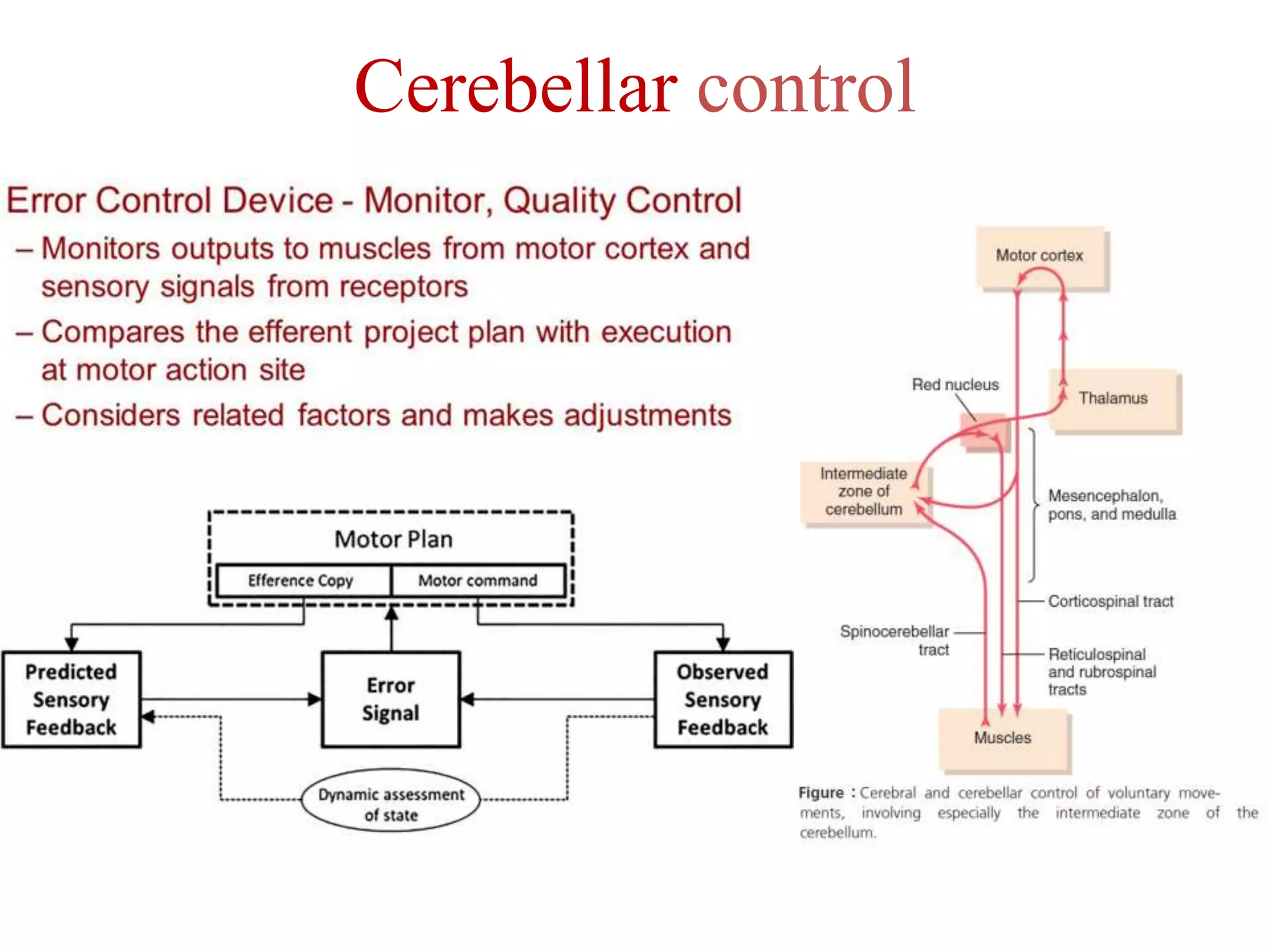 Cerebellar control
 