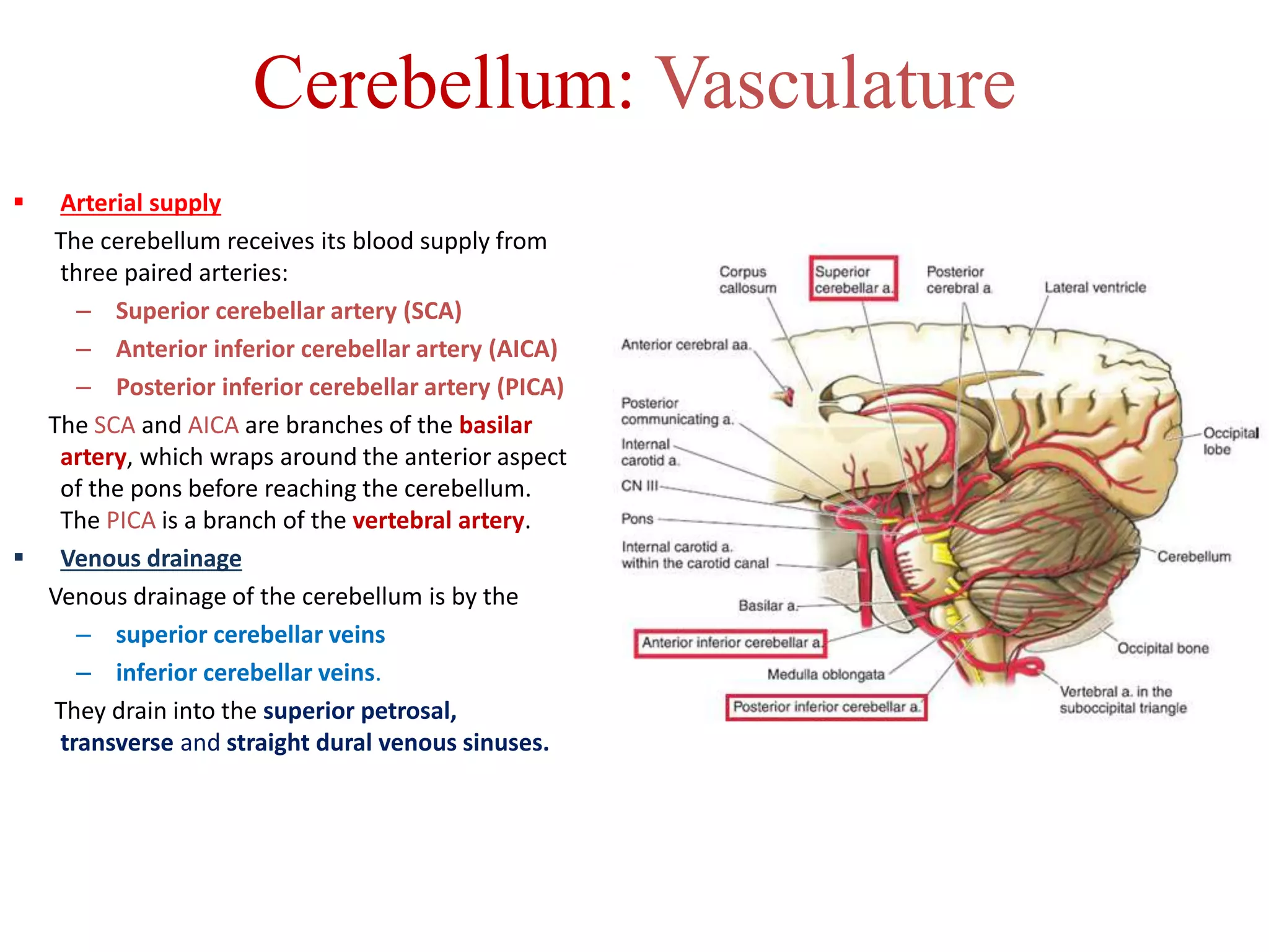 Cerebellum: Vasculature
 Arterial supply
The cerebellum receives its blood supply from
three paired arteries:
– Superior cerebellar artery (SCA)
– Anterior inferior cerebellar artery (AICA)
– Posterior inferior cerebellar artery (PICA)
The SCA and AICA are branches of the basilar
artery, which wraps around the anterior aspect
of the pons before reaching the cerebellum.
The PICA is a branch of the vertebral artery.
 Venous drainage
Venous drainage of the cerebellum is by the
– superior cerebellar veins
– inferior cerebellar veins.
They drain into the superior petrosal,
transverse and straight dural venous sinuses.
 