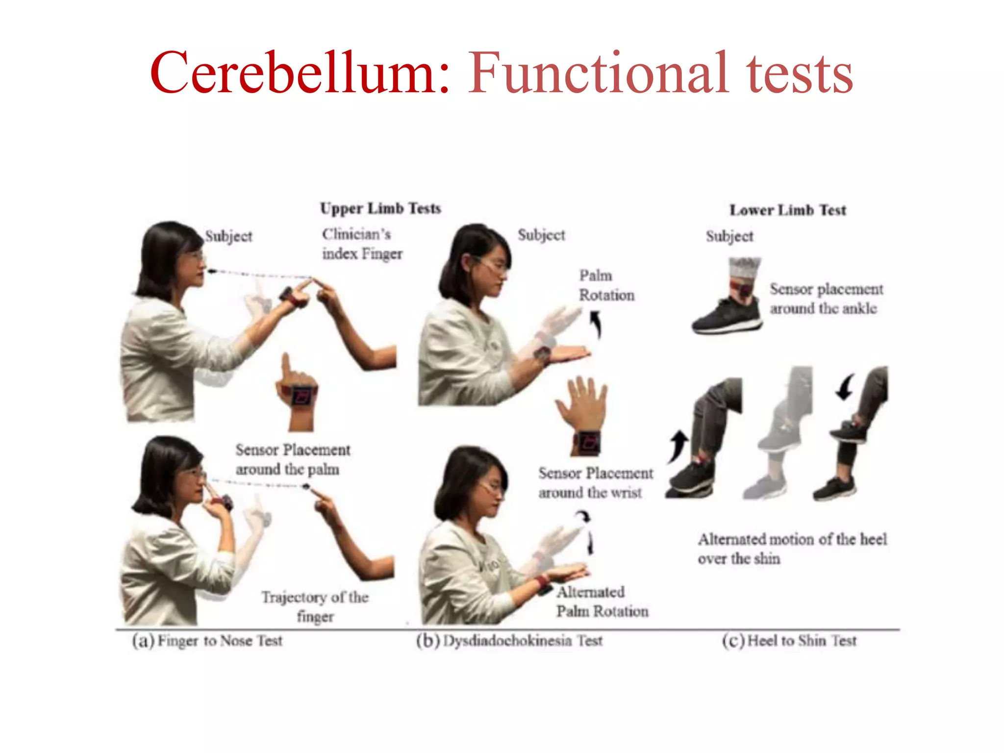 Cerebellum: Functional tests
 