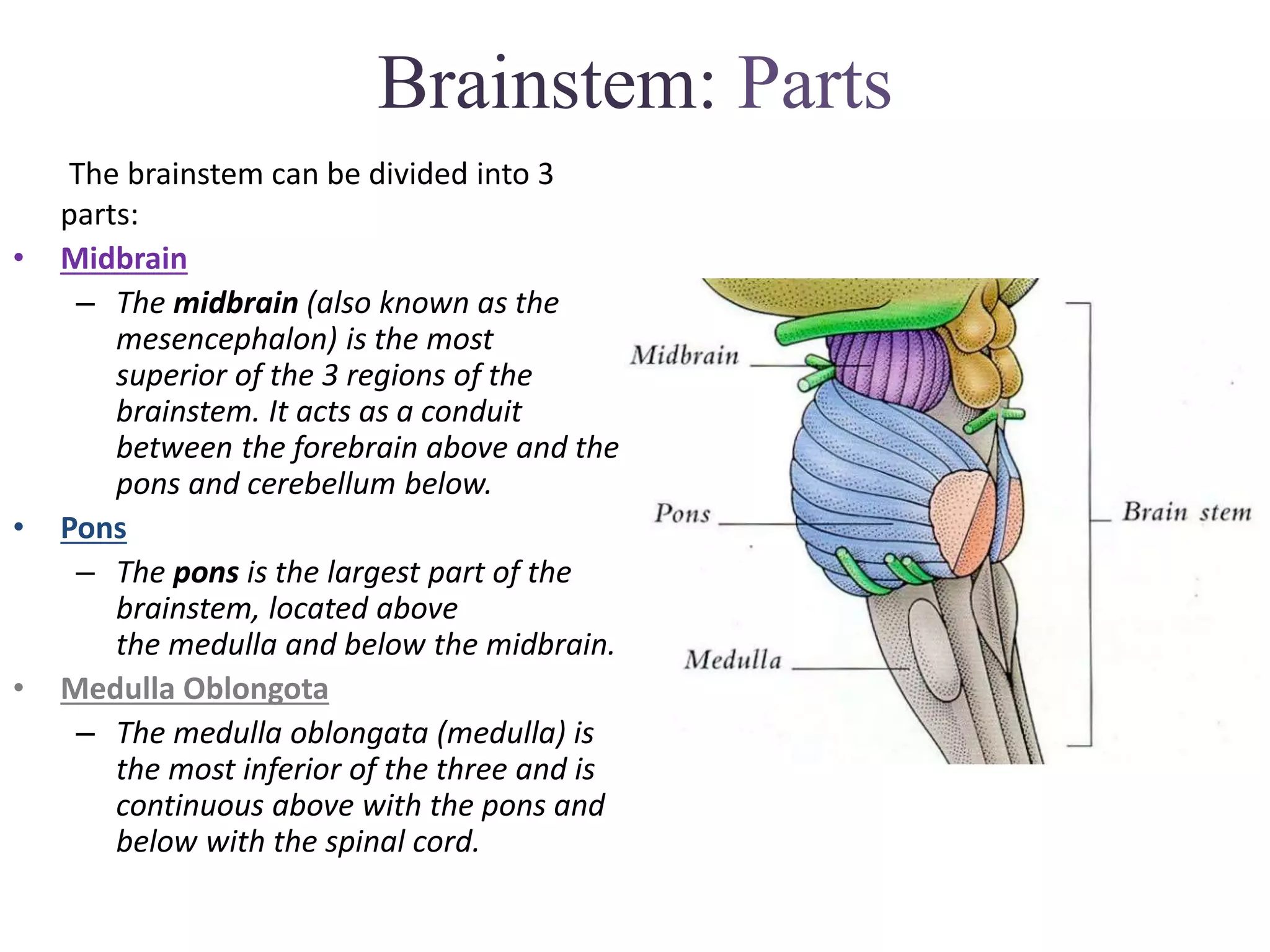 Brainstem: Parts
The brainstem can be divided into 3
parts:
• Midbrain
– The midbrain (also known as the
mesencephalon) is the most
superior of the 3 regions of the
brainstem. It acts as a conduit
between the forebrain above and the
pons and cerebellum below.
• Pons
– The pons is the largest part of the
brainstem, located above
the medulla and below the midbrain.
• Medulla Oblongota
– The medulla oblongata (medulla) is
the most inferior of the three and is
continuous above with the pons and
below with the spinal cord.
 