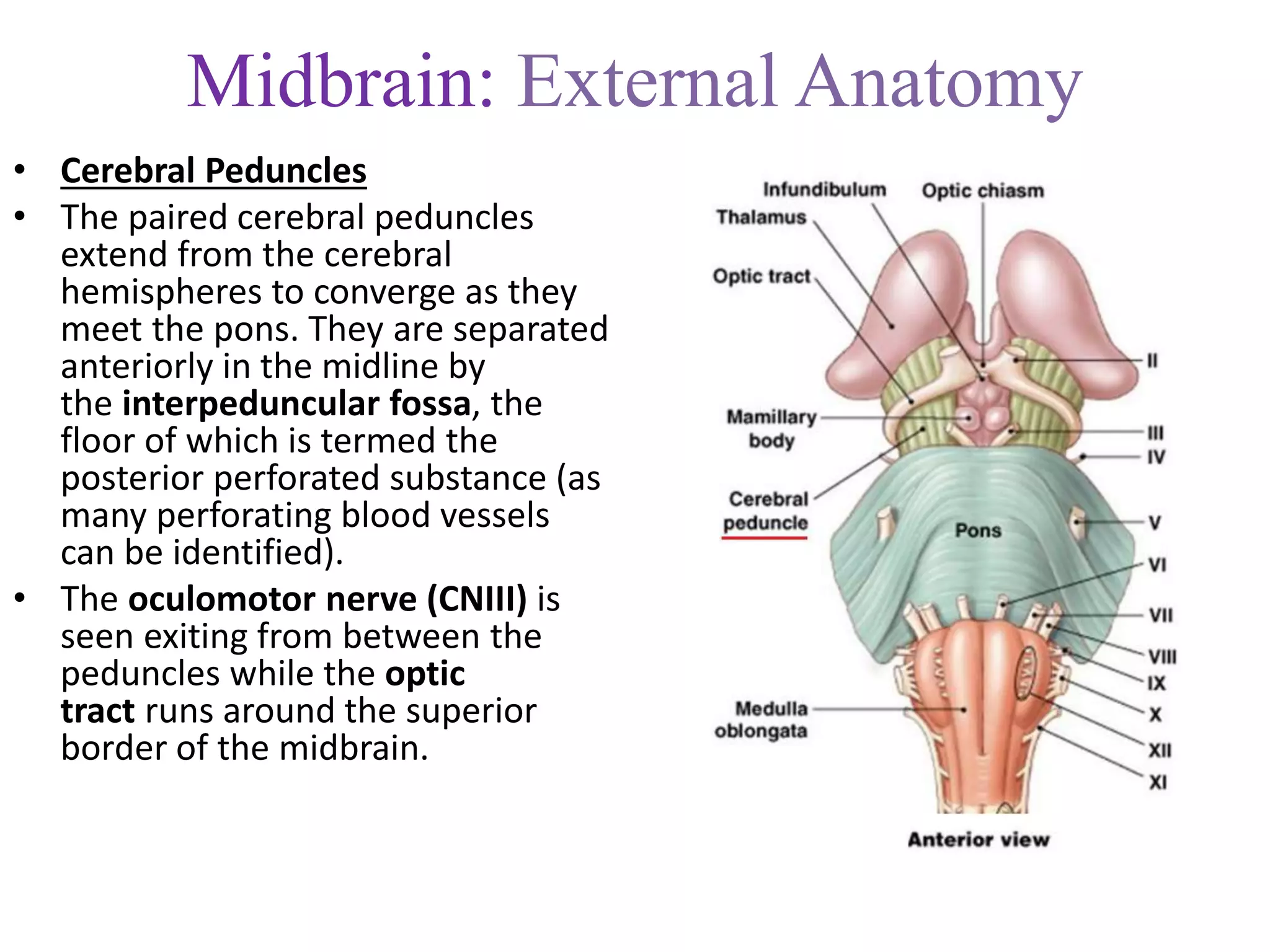 Midbrain: External Anatomy
• Cerebral Peduncles
• The paired cerebral peduncles
extend from the cerebral
hemispheres to converge as they
meet the pons. They are separated
anteriorly in the midline by
the interpeduncular fossa, the
floor of which is termed the
posterior perforated substance (as
many perforating blood vessels
can be identified).
• The oculomotor nerve (CNIII) is
seen exiting from between the
peduncles while the optic
tract runs around the superior
border of the midbrain.
 