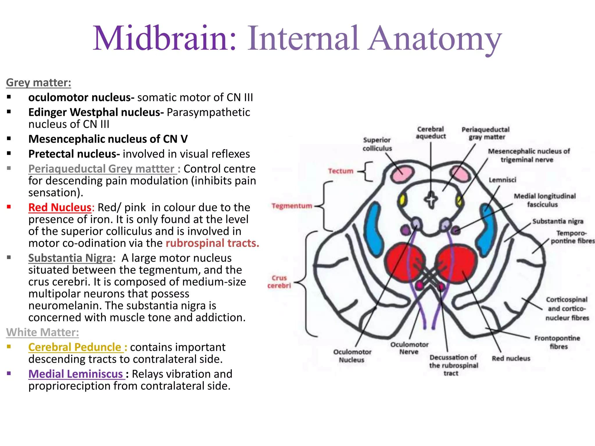 Midbrain: Internal Anatomy
Grey matter:
 oculomotor nucleus- somatic motor of CN III
 Edinger Westphal nucleus- Parasympathetic
nucleus of CN III
 Mesencephalic nucleus of CN V
 Pretectal nucleus- involved in visual reflexes
 Periaqueductal Grey mattter : Control centre
for descending pain modulation (inhibits pain
sensation).
 Red Nucleus: Red/ pink in colour due to the
presence of iron. It is only found at the level
of the superior colliculus and is involved in
motor co-odination via the rubrospinal tracts.
 Substantia Nigra: A large motor nucleus
situated between the tegmentum, and the
crus cerebri. It is composed of medium-size
multipolar neurons that possess
neuromelanin. The substantia nigra is
concerned with muscle tone and addiction.
White Matter:
 Cerebral Peduncle : contains important
descending tracts to contralateral side.
 Medial Leminiscus : Relays vibration and
proprioreciption from contralateral side.
 