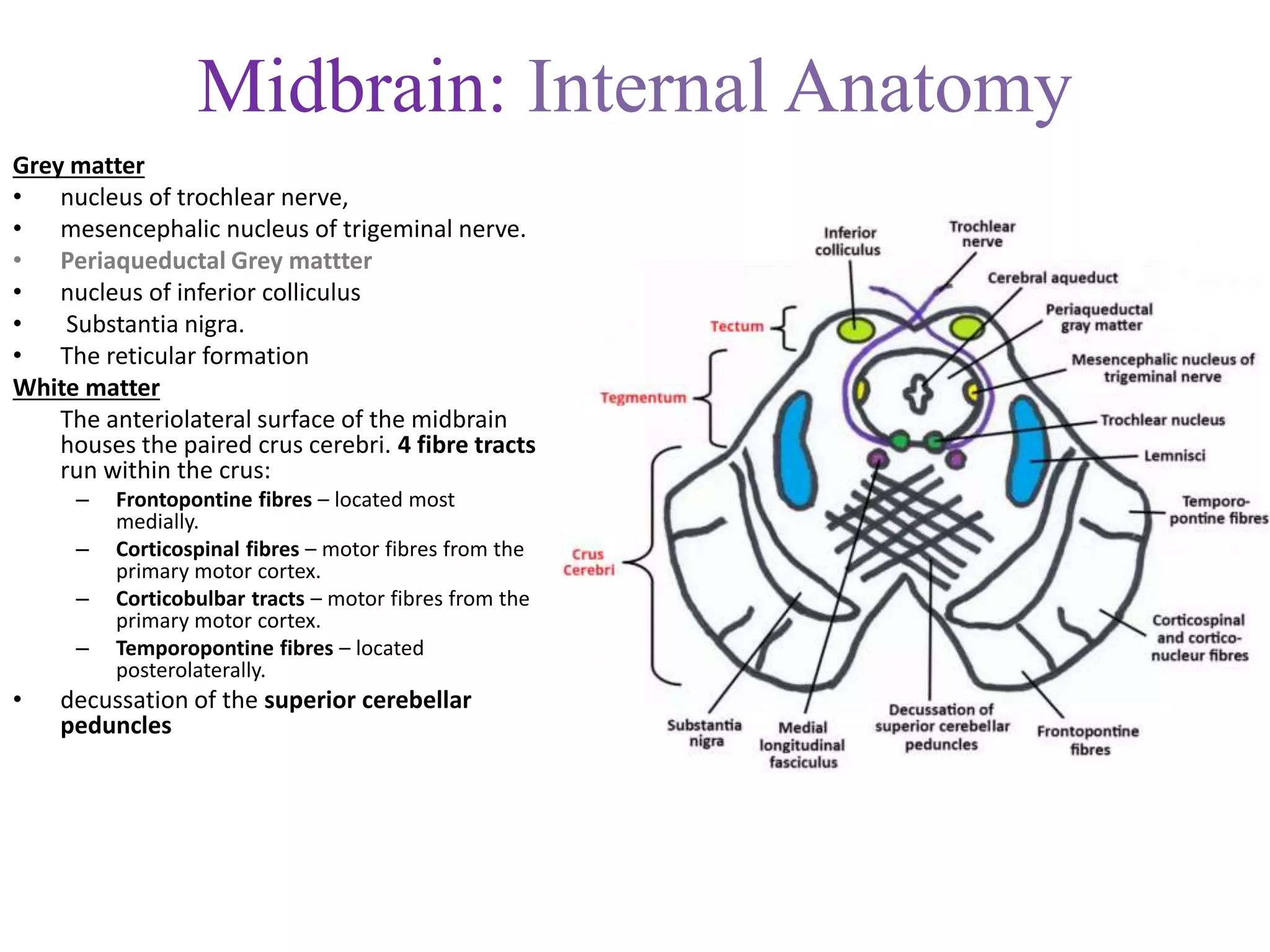 Midbrain: Internal Anatomy
Grey matter
• nucleus of trochlear nerve,
• mesencephalic nucleus of trigeminal nerve.
• Periaqueductal Grey mattter
• nucleus of inferior colliculus
• Substantia nigra.
• The reticular formation
White matter
The anteriolateral surface of the midbrain
houses the paired crus cerebri. 4 fibre tracts
run within the crus:
– Frontopontine fibres – located most
medially.
– Corticospinal fibres – motor fibres from the
primary motor cortex.
– Corticobulbar tracts – motor fibres from the
primary motor cortex.
– Temporopontine fibres – located
posterolaterally.
• decussation of the superior cerebellar
peduncles
 