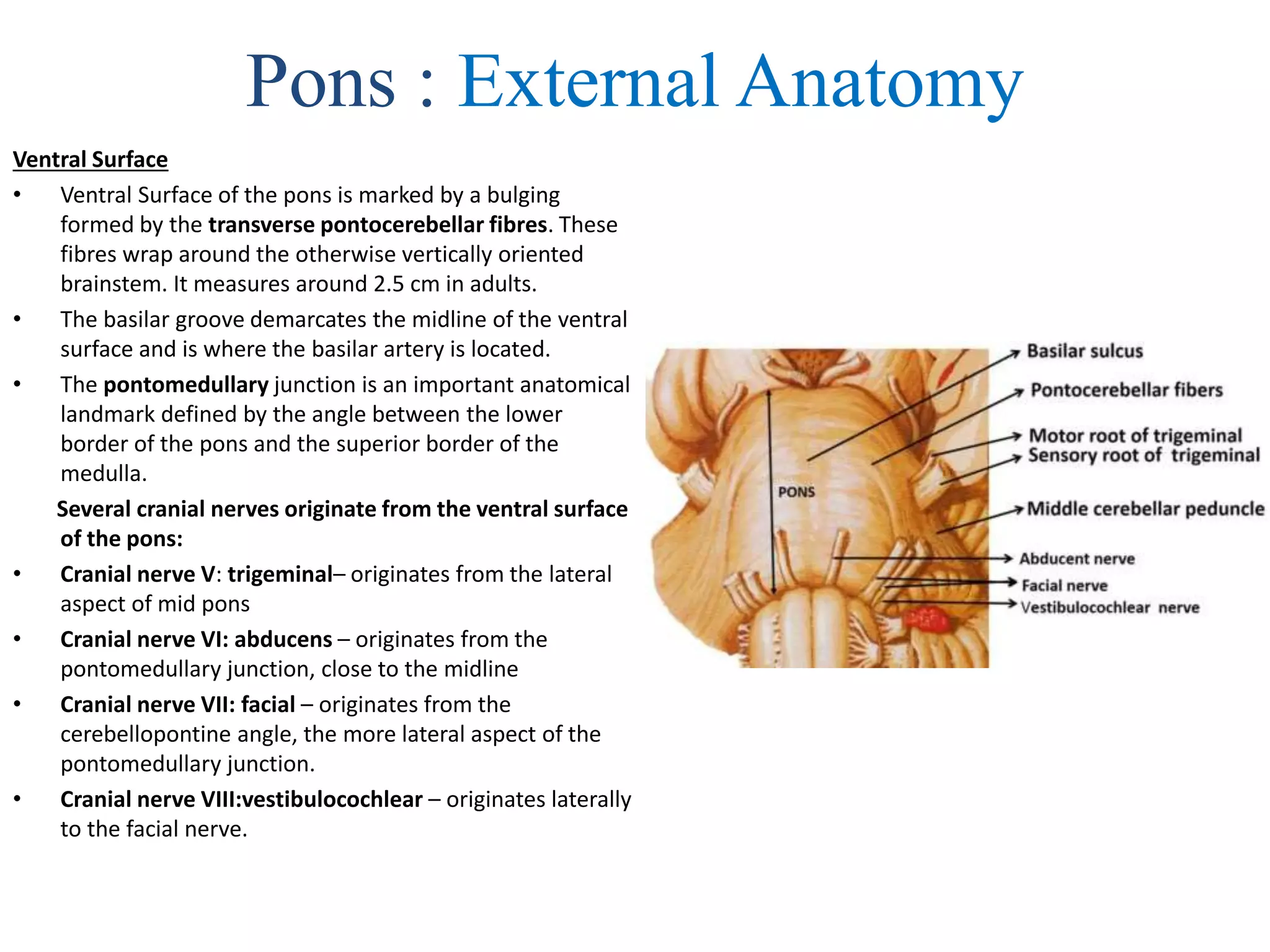 Pons : External Anatomy
Ventral Surface
• Ventral Surface of the pons is marked by a bulging
formed by the transverse pontocerebellar fibres. These
fibres wrap around the otherwise vertically oriented
brainstem. It measures around 2.5 cm in adults.
• The basilar groove demarcates the midline of the ventral
surface and is where the basilar artery is located.
• The pontomedullary junction is an important anatomical
landmark defined by the angle between the lower
border of the pons and the superior border of the
medulla.
Several cranial nerves originate from the ventral surface
of the pons:
• Cranial nerve V: trigeminal– originates from the lateral
aspect of mid pons
• Cranial nerve VI: abducens – originates from the
pontomedullary junction, close to the midline
• Cranial nerve VII: facial – originates from the
cerebellopontine angle, the more lateral aspect of the
pontomedullary junction.
• Cranial nerve VIII:vestibulocochlear – originates laterally
to the facial nerve.
 