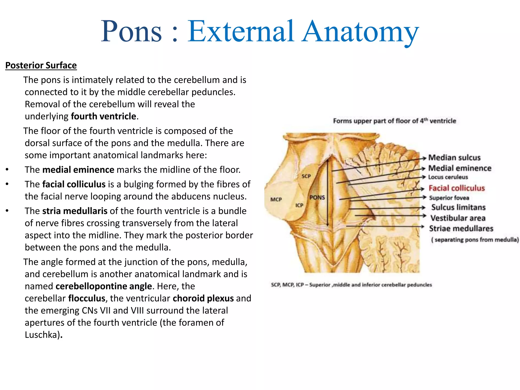 Pons : External Anatomy
Posterior Surface
The pons is intimately related to the cerebellum and is
connected to it by the middle cerebellar peduncles.
Removal of the cerebellum will reveal the
underlying fourth ventricle.
The floor of the fourth ventricle is composed of the
dorsal surface of the pons and the medulla. There are
some important anatomical landmarks here:
• The medial eminence marks the midline of the floor.
• The facial colliculus is a bulging formed by the fibres of
the facial nerve looping around the abducens nucleus.
• The stria medullaris of the fourth ventricle is a bundle
of nerve fibres crossing transversely from the lateral
aspect into the midline. They mark the posterior border
between the pons and the medulla.
The angle formed at the junction of the pons, medulla,
and cerebellum is another anatomical landmark and is
named cerebellopontine angle. Here, the
cerebellar flocculus, the ventricular choroid plexus and
the emerging CNs VII and VIII surround the lateral
apertures of the fourth ventricle (the foramen of
Luschka).
 