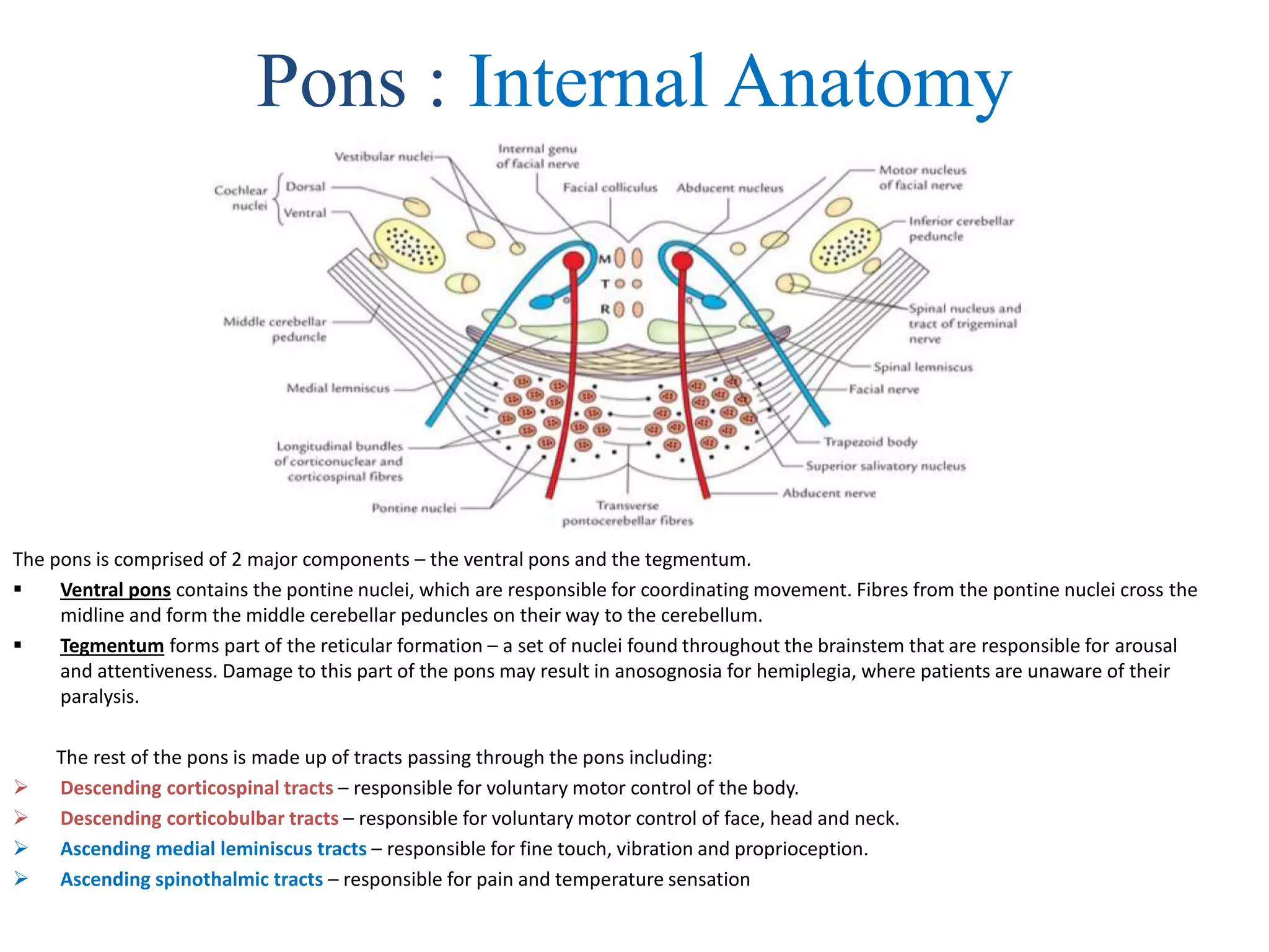 Pons : Internal Anatomy
The pons is comprised of 2 major components – the ventral pons and the tegmentum.
 Ventral pons contains the pontine nuclei, which are responsible for coordinating movement. Fibres from the pontine nuclei cross the
midline and form the middle cerebellar peduncles on their way to the cerebellum.
 Tegmentum forms part of the reticular formation – a set of nuclei found throughout the brainstem that are responsible for arousal
and attentiveness. Damage to this part of the pons may result in anosognosia for hemiplegia, where patients are unaware of their
paralysis.
The rest of the pons is made up of tracts passing through the pons including:
 Descending corticospinal tracts – responsible for voluntary motor control of the body.
 Descending corticobulbar tracts – responsible for voluntary motor control of face, head and neck.
 Ascending medial leminiscus tracts – responsible for fine touch, vibration and proprioception.
 Ascending spinothalmic tracts – responsible for pain and temperature sensation
 