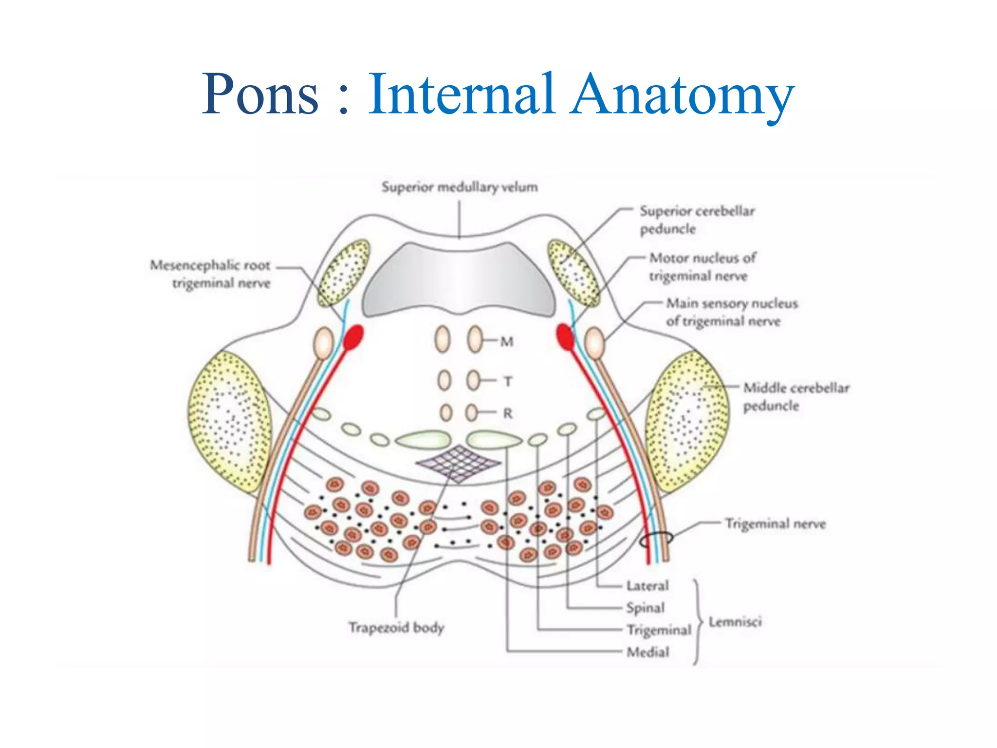 Pons : Internal Anatomy
 