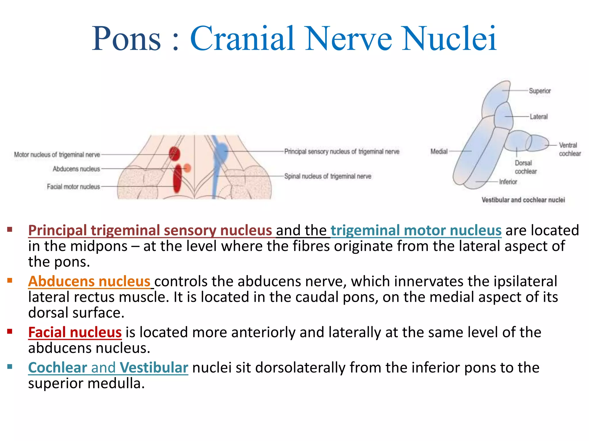 Pons : Cranial Nerve Nuclei
 Principal trigeminal sensory nucleus and the trigeminal motor nucleus are located
in the midpons – at the level where the fibres originate from the lateral aspect of
the pons.
 Abducens nucleus controls the abducens nerve, which innervates the ipsilateral
lateral rectus muscle. It is located in the caudal pons, on the medial aspect of its
dorsal surface.
 Facial nucleus is located more anteriorly and laterally at the same level of the
abducens nucleus.
 Cochlear and Vestibular nuclei sit dorsolaterally from the inferior pons to the
superior medulla.
 
