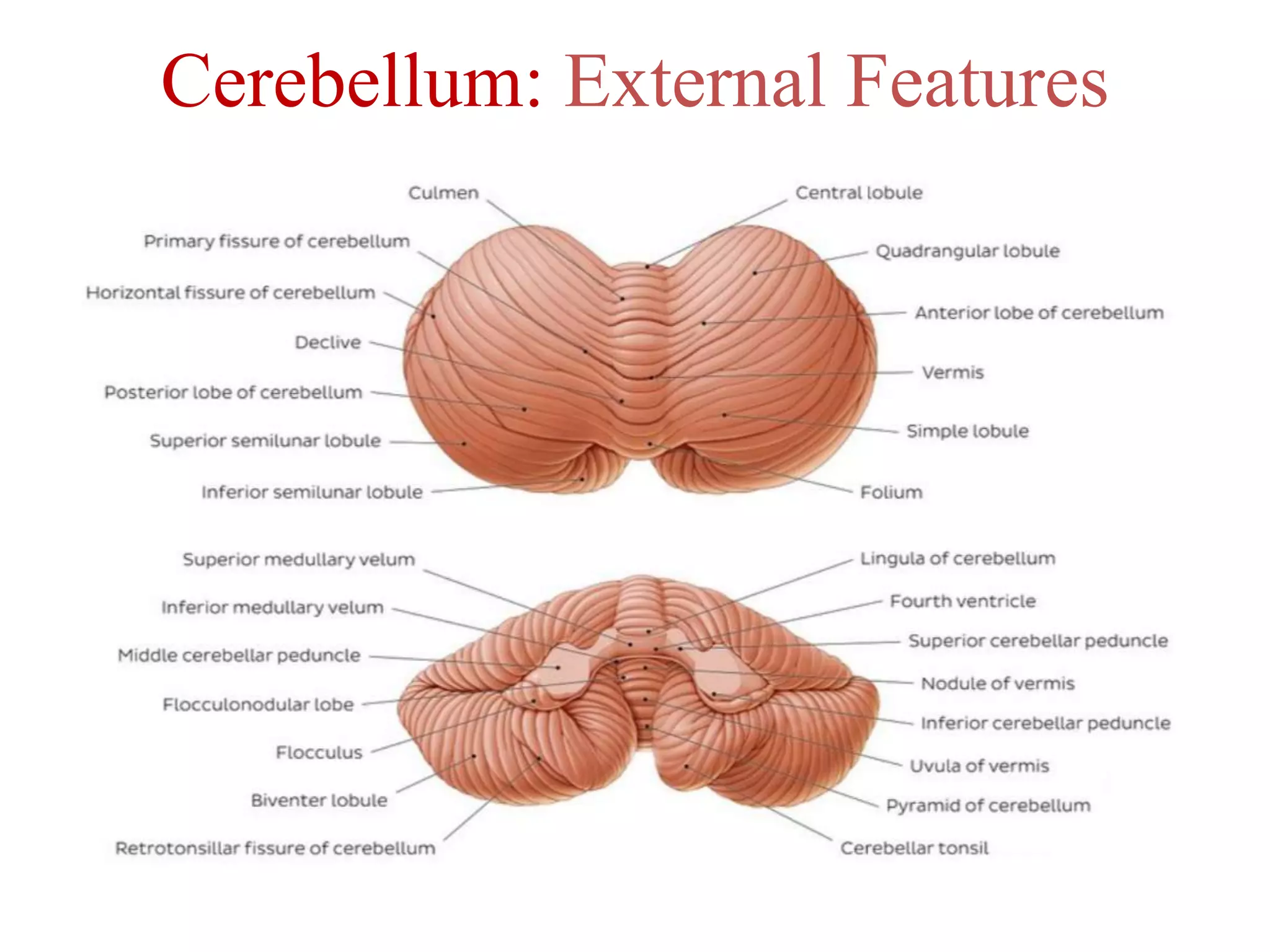 Cerebellum: External Features
 