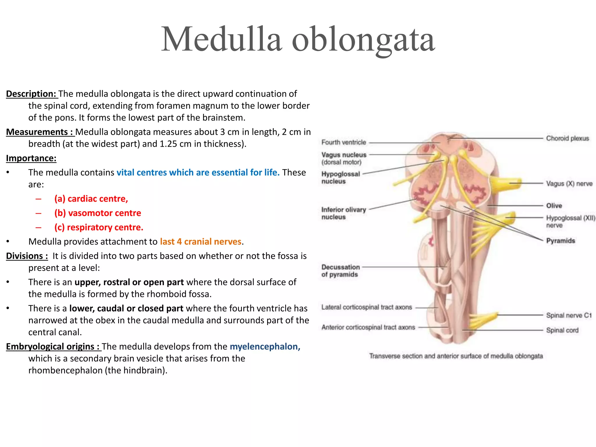 Medulla oblongata
Description: The medulla oblongata is the direct upward continuation of
the spinal cord, extending from foramen magnum to the lower border
of the pons. It forms the lowest part of the brainstem.
Measurements : Medulla oblongata measures about 3 cm in length, 2 cm in
breadth (at the widest part) and 1.25 cm in thickness).
Importance:
• The medulla contains vital centres which are essential for life. These
are:
– (a) cardiac centre,
– (b) vasomotor centre
– (c) respiratory centre.
• Medulla provides attachment to last 4 cranial nerves.
Divisions : It is divided into two parts based on whether or not the fossa is
present at a level:
• There is an upper, rostral or open part where the dorsal surface of
the medulla is formed by the rhomboid fossa.
• There is a lower, caudal or closed part where the fourth ventricle has
narrowed at the obex in the caudal medulla and surrounds part of the
central canal.
Embryological origins : The medulla develops from the myelencephalon,
which is a secondary brain vesicle that arises from the
rhombencephalon (the hindbrain).
 