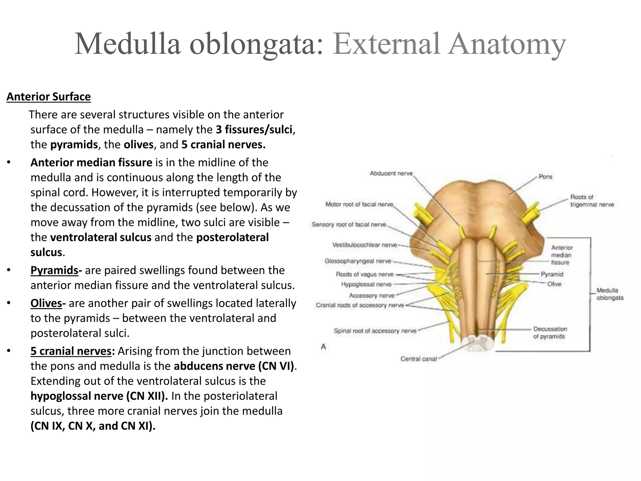 Medulla oblongata: External Anatomy
Anterior Surface
There are several structures visible on the anterior
surface of the medulla – namely the 3 fissures/sulci,
the pyramids, the olives, and 5 cranial nerves.
• Anterior median fissure is in the midline of the
medulla and is continuous along the length of the
spinal cord. However, it is interrupted temporarily by
the decussation of the pyramids (see below). As we
move away from the midline, two sulci are visible –
the ventrolateral sulcus and the posterolateral
sulcus.
• Pyramids- are paired swellings found between the
anterior median fissure and the ventrolateral sulcus.
• Olives- are another pair of swellings located laterally
to the pyramids – between the ventrolateral and
posterolateral sulci.
• 5 cranial nerves: Arising from the junction between
the pons and medulla is the abducens nerve (CN VI).
Extending out of the ventrolateral sulcus is the
hypoglossal nerve (CN XII). In the posteriolateral
sulcus, three more cranial nerves join the medulla
(CN IX, CN X, and CN XI).
 