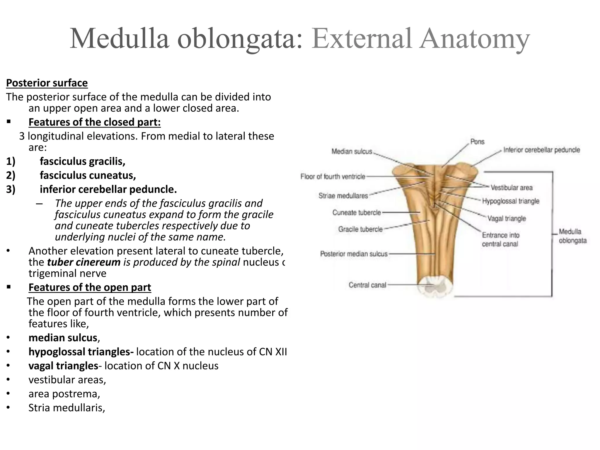 Medulla oblongata: External Anatomy
Posterior surface
The posterior surface of the medulla can be divided into
an upper open area and a lower closed area.
 Features of the closed part:
3 longitudinal elevations. From medial to lateral these
are:
1) fasciculus gracilis,
2) fasciculus cuneatus,
3) inferior cerebellar peduncle.
– The upper ends of the fasciculus gracilis and
fasciculus cuneatus expand to form the gracile
and cuneate tubercles respectively due to
underlying nuclei of the same name.
• Another elevation present lateral to cuneate tubercle,
the tuber cinereum is produced by the spinal nucleus of
trigeminal nerve
 Features of the open part
The open part of the medulla forms the lower part of
the floor of fourth ventricle, which presents number of
features like,
• median sulcus,
• hypoglossal triangles- location of the nucleus of CN XII
• vagal triangles- location of CN X nucleus
• vestibular areas,
• area postrema,
• Stria medullaris,
 