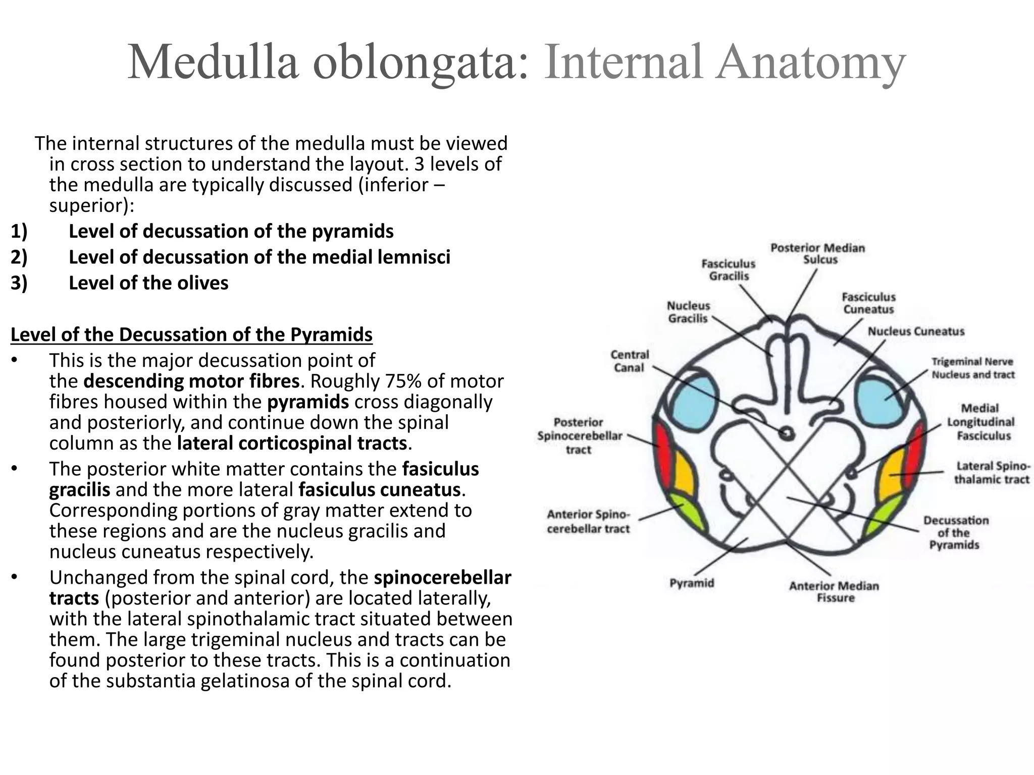 Medulla oblongata: Internal Anatomy
The internal structures of the medulla must be viewed
in cross section to understand the layout. 3 levels of
the medulla are typically discussed (inferior –
superior):
1) Level of decussation of the pyramids
2) Level of decussation of the medial lemnisci
3) Level of the olives
Level of the Decussation of the Pyramids
• This is the major decussation point of
the descending motor fibres. Roughly 75% of motor
fibres housed within the pyramids cross diagonally
and posteriorly, and continue down the spinal
column as the lateral corticospinal tracts.
• The posterior white matter contains the fasiculus
gracilis and the more lateral fasiculus cuneatus.
Corresponding portions of gray matter extend to
these regions and are the nucleus gracilis and
nucleus cuneatus respectively.
• Unchanged from the spinal cord, the spinocerebellar
tracts (posterior and anterior) are located laterally,
with the lateral spinothalamic tract situated between
them. The large trigeminal nucleus and tracts can be
found posterior to these tracts. This is a continuation
of the substantia gelatinosa of the spinal cord.
 