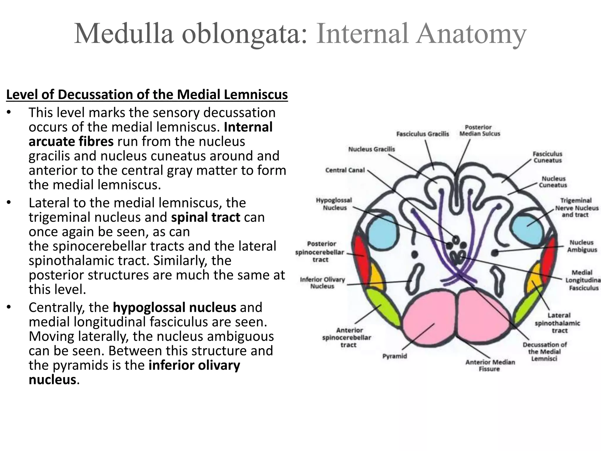 Medulla oblongata: Internal Anatomy
Level of Decussation of the Medial Lemniscus
• This level marks the sensory decussation
occurs of the medial lemniscus. Internal
arcuate fibres run from the nucleus
gracilis and nucleus cuneatus around and
anterior to the central gray matter to form
the medial lemniscus.
• Lateral to the medial lemniscus, the
trigeminal nucleus and spinal tract can
once again be seen, as can
the spinocerebellar tracts and the lateral
spinothalamic tract. Similarly, the
posterior structures are much the same at
this level.
• Centrally, the hypoglossal nucleus and
medial longitudinal fasciculus are seen.
Moving laterally, the nucleus ambiguous
can be seen. Between this structure and
the pyramids is the inferior olivary
nucleus.
 