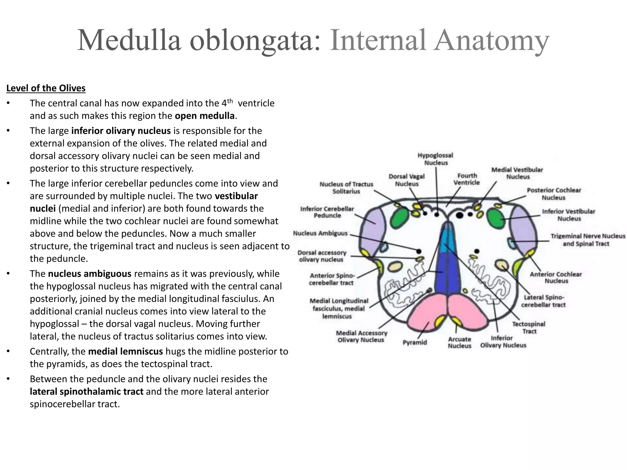 Medulla oblongata: Internal Anatomy
Level of the Olives
• The central canal has now expanded into the 4th ventricle
and as such makes this region the open medulla.
• The large inferior olivary nucleus is responsible for the
external expansion of the olives. The related medial and
dorsal accessory olivary nuclei can be seen medial and
posterior to this structure respectively.
• The large inferior cerebellar peduncles come into view and
are surrounded by multiple nuclei. The two vestibular
nuclei (medial and inferior) are both found towards the
midline while the two cochlear nuclei are found somewhat
above and below the peduncles. Now a much smaller
structure, the trigeminal tract and nucleus is seen adjacent to
the peduncle.
• The nucleus ambiguous remains as it was previously, while
the hypoglossal nucleus has migrated with the central canal
posteriorly, joined by the medial longitudinal fasciulus. An
additional cranial nucleus comes into view lateral to the
hypoglossal – the dorsal vagal nucleus. Moving further
lateral, the nucleus of tractus solitarius comes into view.
• Centrally, the medial lemniscus hugs the midline posterior to
the pyramids, as does the tectospinal tract.
• Between the peduncle and the olivary nuclei resides the
lateral spinothalamic tract and the more lateral anterior
spinocerebellar tract.
 