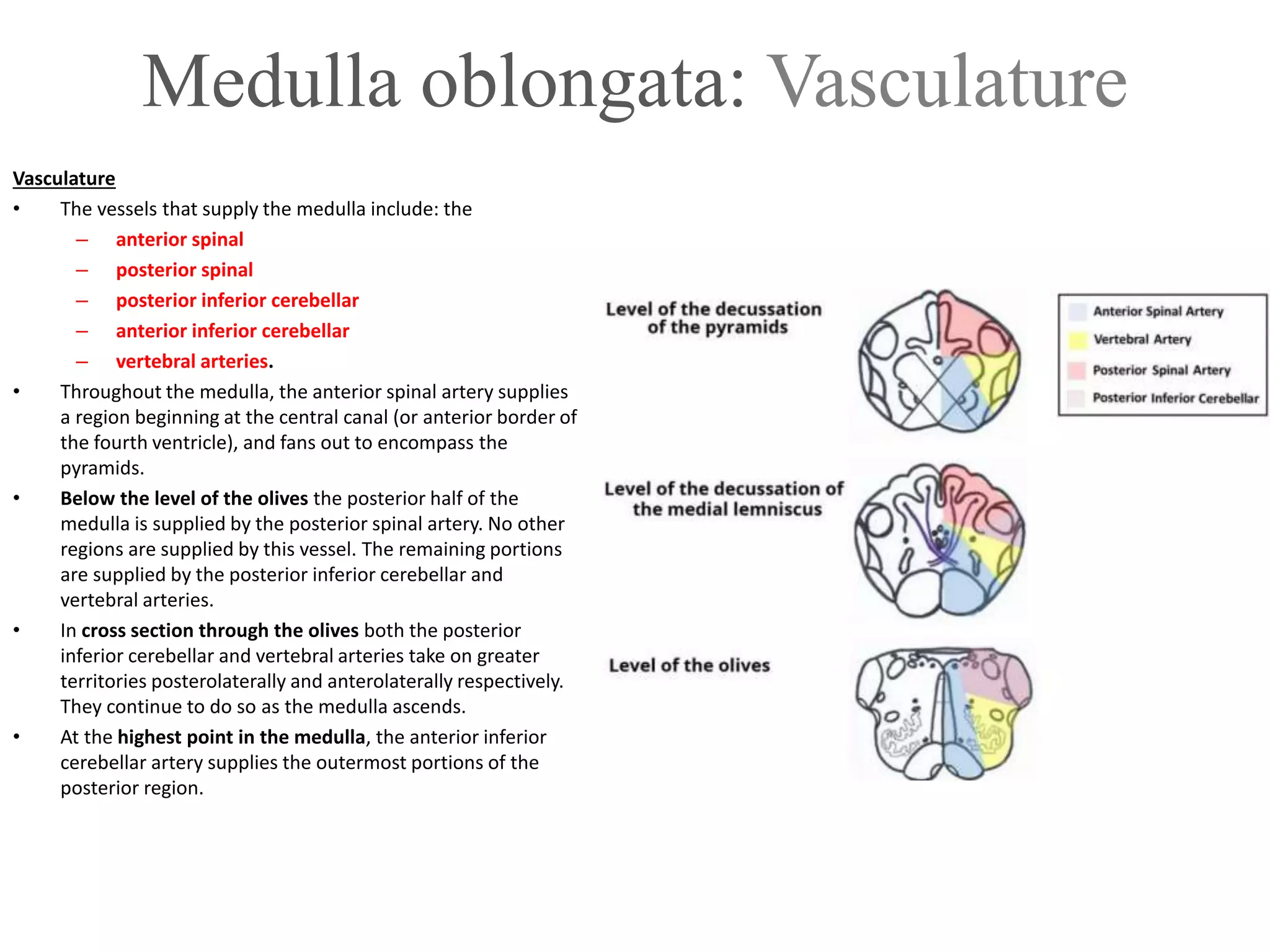 Medulla oblongata: Vasculature
Vasculature
• The vessels that supply the medulla include: the
– anterior spinal
– posterior spinal
– posterior inferior cerebellar
– anterior inferior cerebellar
– vertebral arteries.
• Throughout the medulla, the anterior spinal artery supplies
a region beginning at the central canal (or anterior border of
the fourth ventricle), and fans out to encompass the
pyramids.
• Below the level of the olives the posterior half of the
medulla is supplied by the posterior spinal artery. No other
regions are supplied by this vessel. The remaining portions
are supplied by the posterior inferior cerebellar and
vertebral arteries.
• In cross section through the olives both the posterior
inferior cerebellar and vertebral arteries take on greater
territories posterolaterally and anterolaterally respectively.
They continue to do so as the medulla ascends.
• At the highest point in the medulla, the anterior inferior
cerebellar artery supplies the outermost portions of the
posterior region.
 