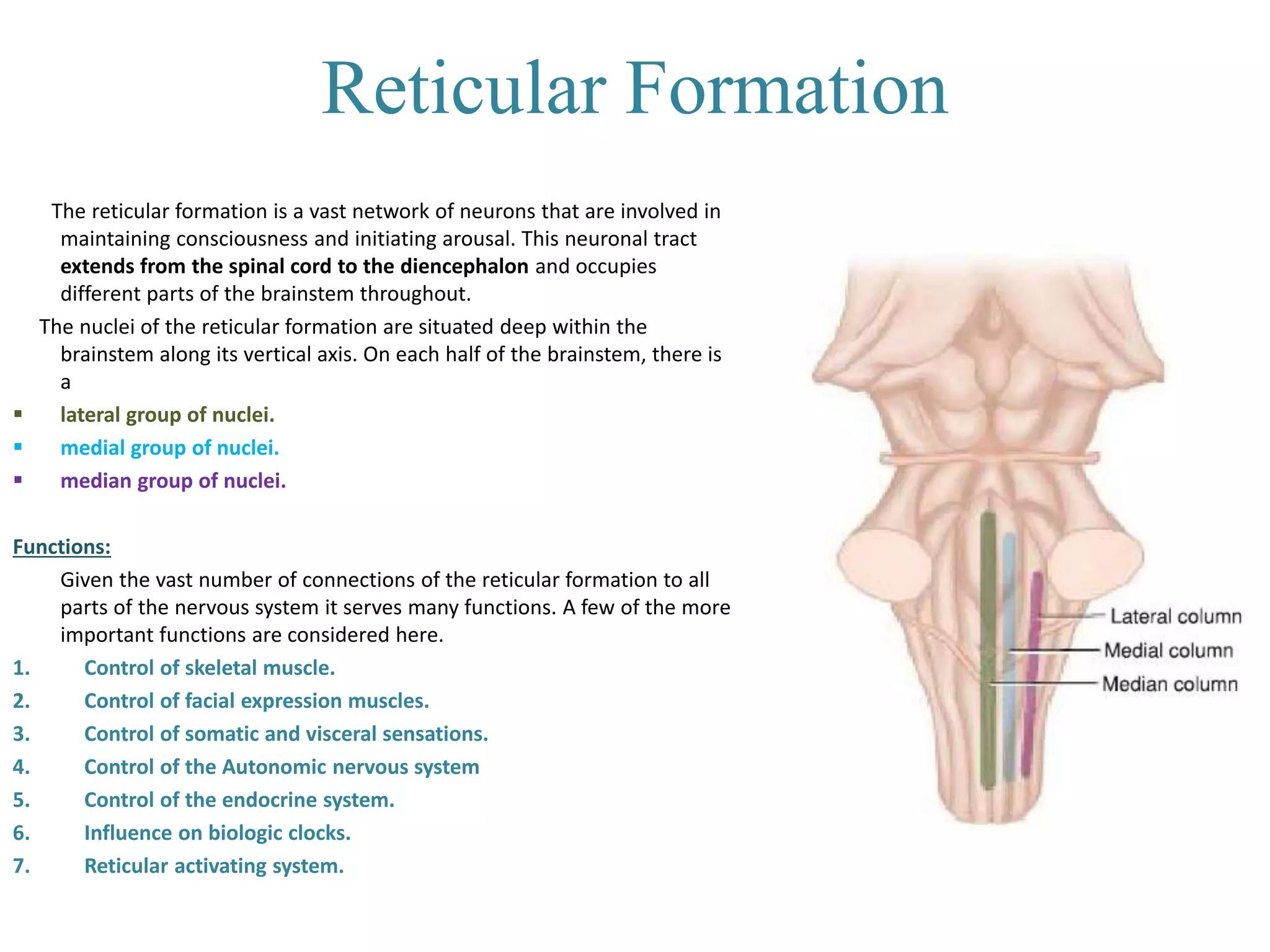 Reticular Formation
The reticular formation is a vast network of neurons that are involved in
maintaining consciousness and initiating arousal. This neuronal tract
extends from the spinal cord to the diencephalon and occupies
different parts of the brainstem throughout.
The nuclei of the reticular formation are situated deep within the
brainstem along its vertical axis. On each half of the brainstem, there is
a
 lateral group of nuclei.
 medial group of nuclei.
 median group of nuclei.
Functions:
Given the vast number of connections of the reticular formation to all
parts of the nervous system it serves many functions. A few of the more
important functions are considered here.
1. Control of skeletal muscle.
2. Control of facial expression muscles.
3. Control of somatic and visceral sensations.
4. Control of the Autonomic nervous system
5. Control of the endocrine system.
6. Influence on biologic clocks.
7. Reticular activating system.
 