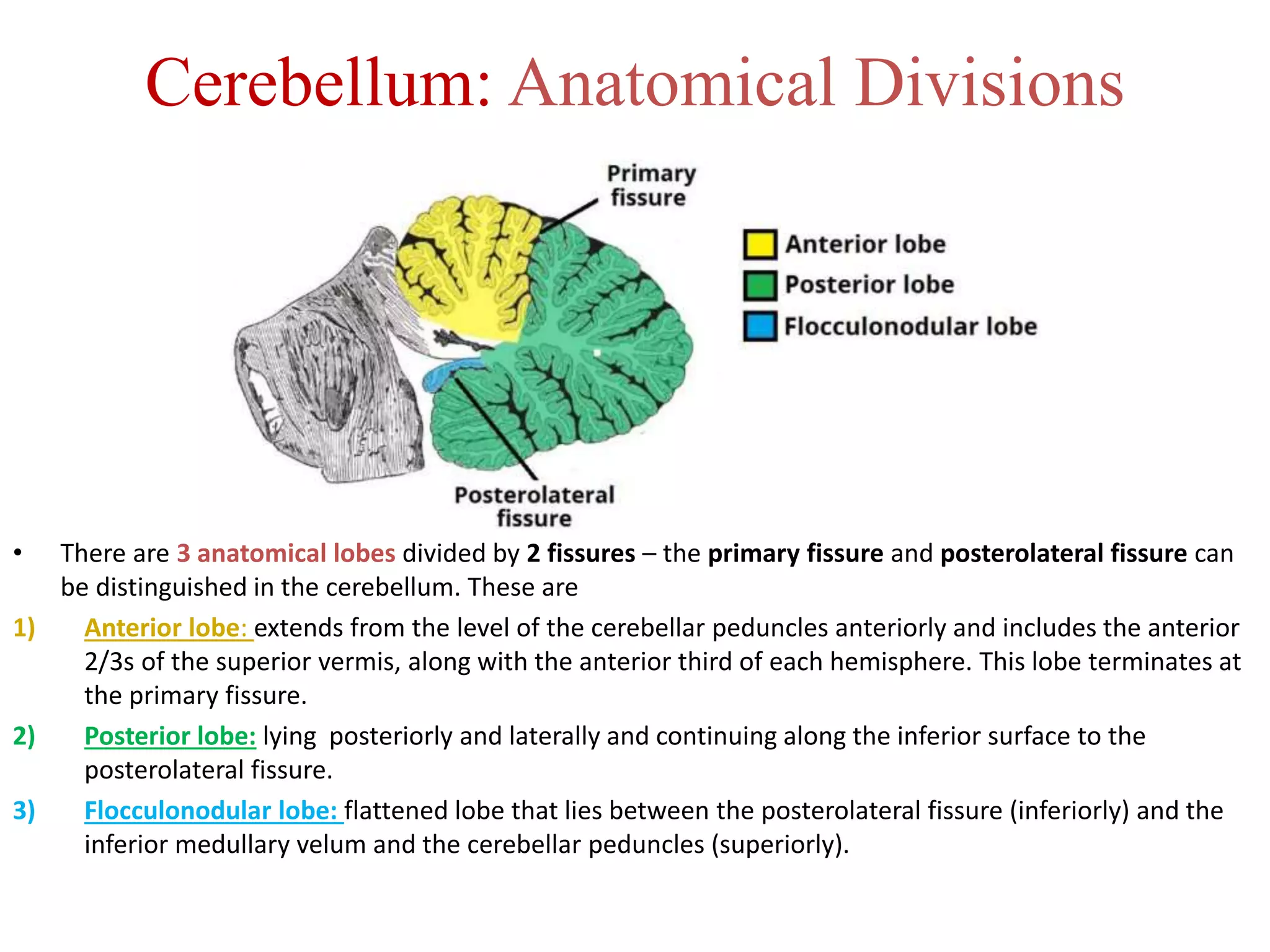 Cerebellum: Anatomical Divisions
• There are 3 anatomical lobes divided by 2 fissures – the primary fissure and posterolateral fissure can
be distinguished in the cerebellum. These are
1) Anterior lobe: extends from the level of the cerebellar peduncles anteriorly and includes the anterior
2/3s of the superior vermis, along with the anterior third of each hemisphere. This lobe terminates at
the primary fissure.
2) Posterior lobe: lying posteriorly and laterally and continuing along the inferior surface to the
posterolateral fissure.
3) Flocculonodular lobe: flattened lobe that lies between the posterolateral fissure (inferiorly) and the
inferior medullary velum and the cerebellar peduncles (superiorly).
 